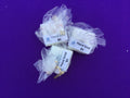 Soap image 0